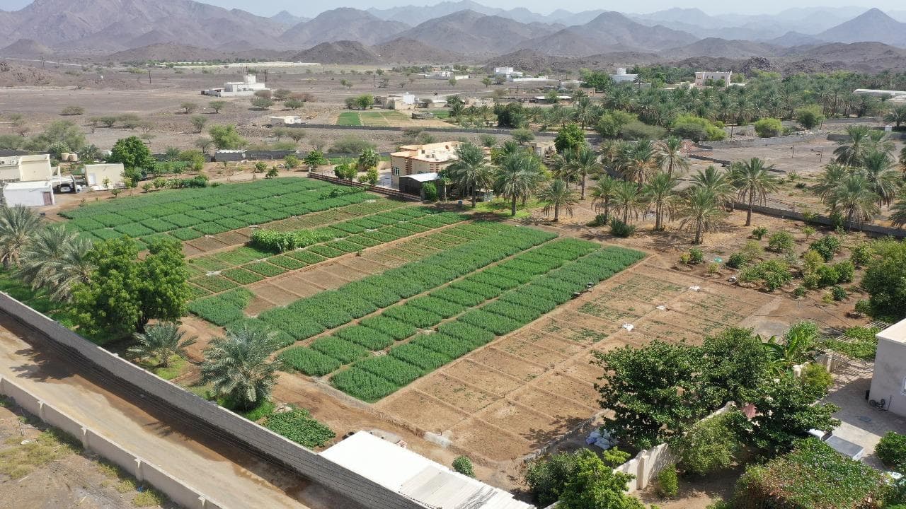 Farm in Wilayat Ibra, Al Qa