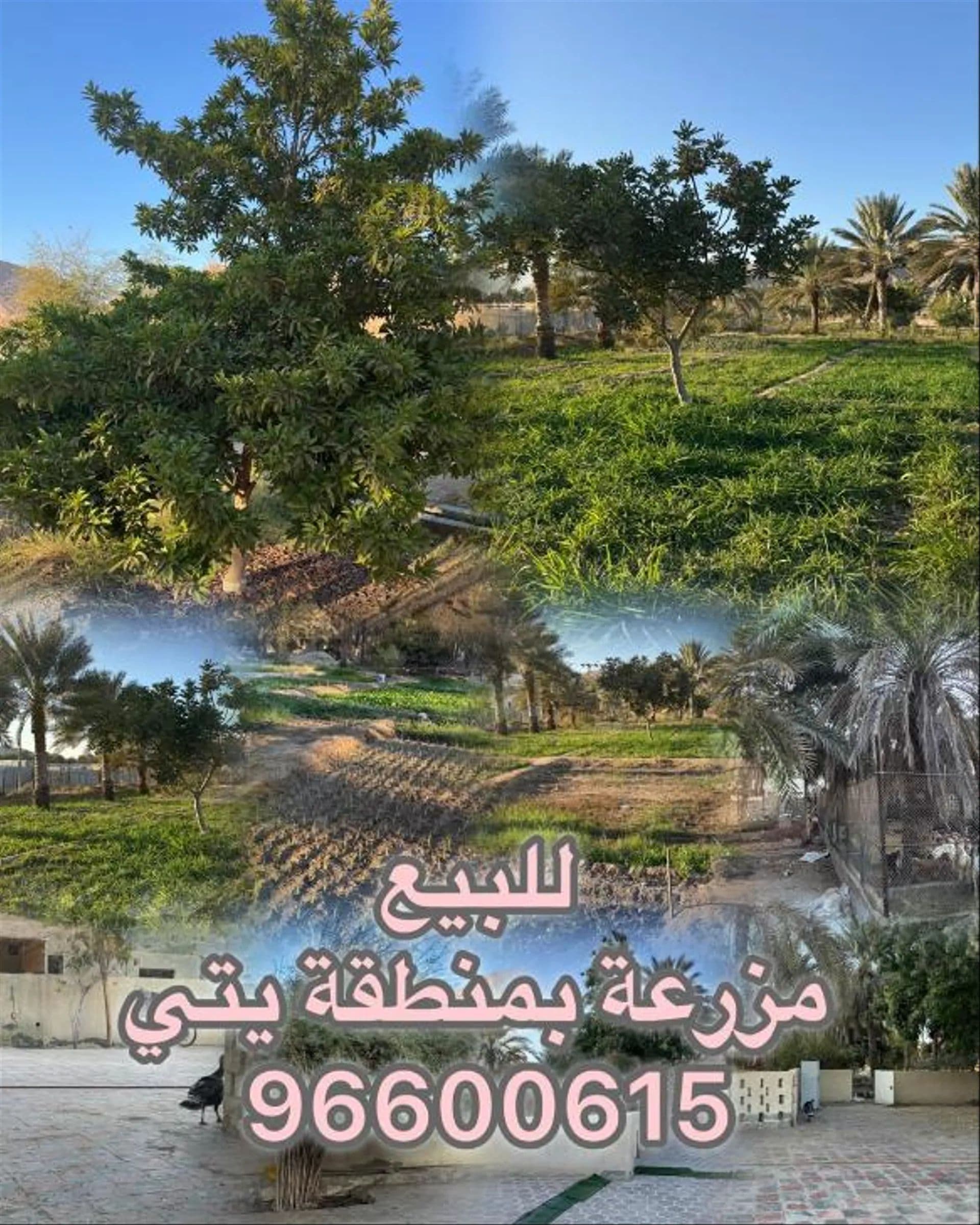 Farm in Muscat, Muscat