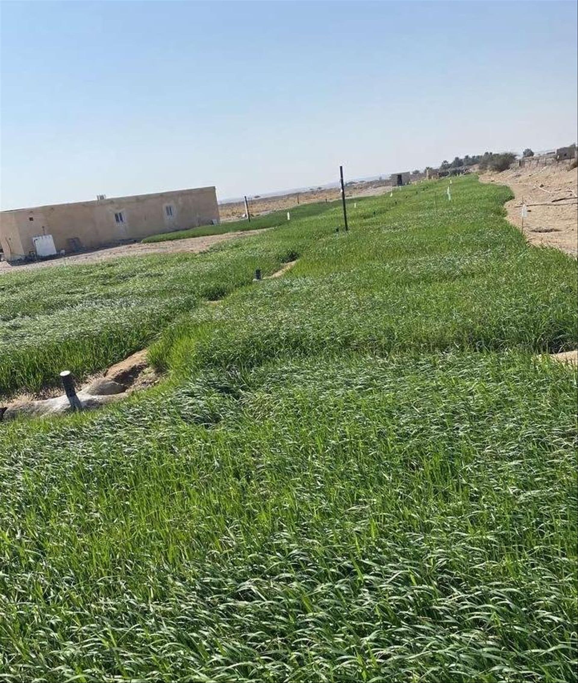 Farm in Tanam, Ibri