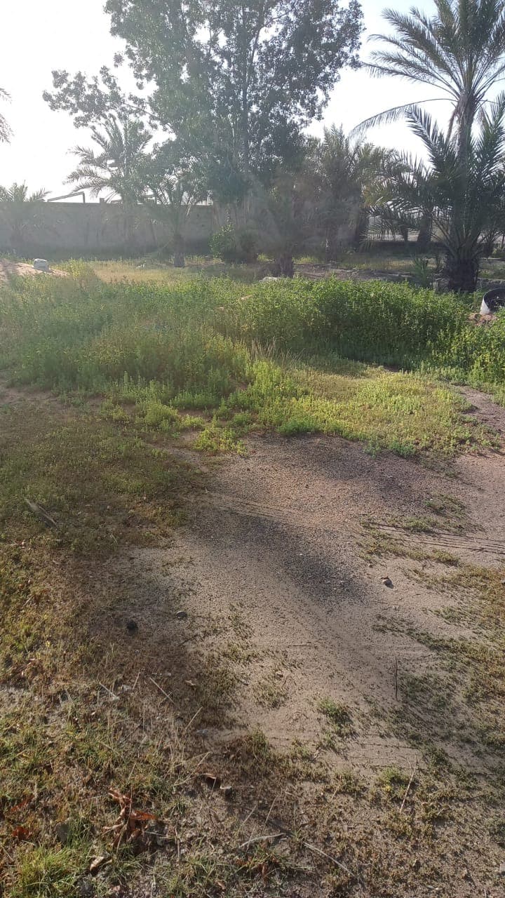 Farm in Daba, Daba Al Bayah